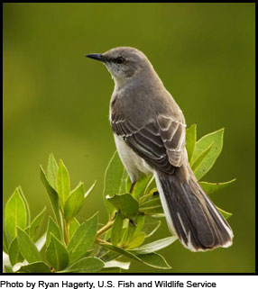 florida state bird stamp